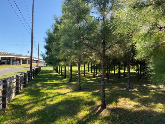 New Orleans’ Equity-Driven Reforestation Plan - Featured Image